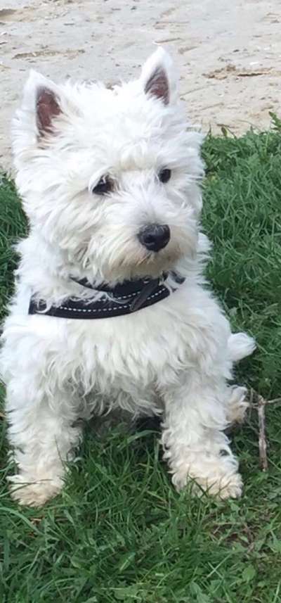 Dogorama Photo Challenge - Portrait-Beitrag-Bild