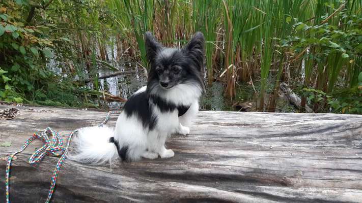 Die Dogorama Kalender Challenge Titelbild-Beitrag-Bild