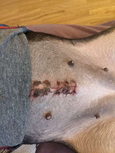 -BEANTWORTET-  Wundverheilung nach Kastration-Beitrag-Bild