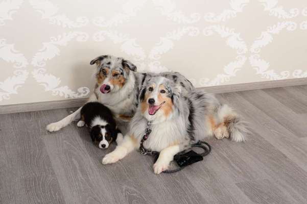 Australian Shepherd Freunde/innen-Beitrag-Bild