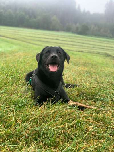 Labradorfans-Beitrag-Bild