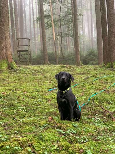 Die wunderschöne Welt mit Hund.-Beitrag-Bild