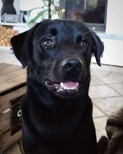 Hunde Porträt (Portrait) Galerie....-Beitrag-Bild