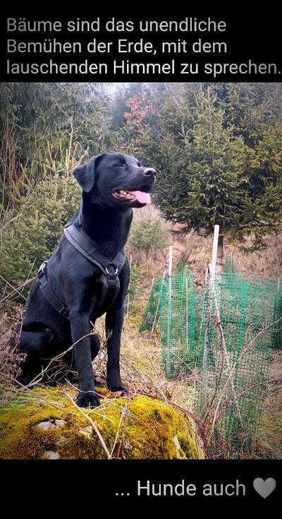 Auslandstierschutz-Beitrag-Bild