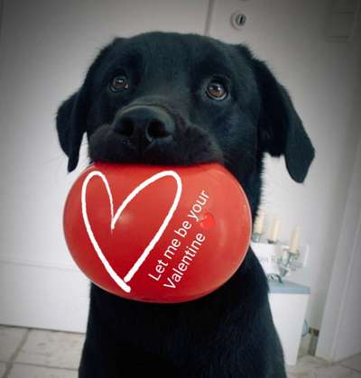 Labradorfans-Beitrag-Bild