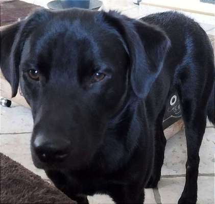 Tierschutzhunde suchen ein Zuhause-Beitrag-Bild