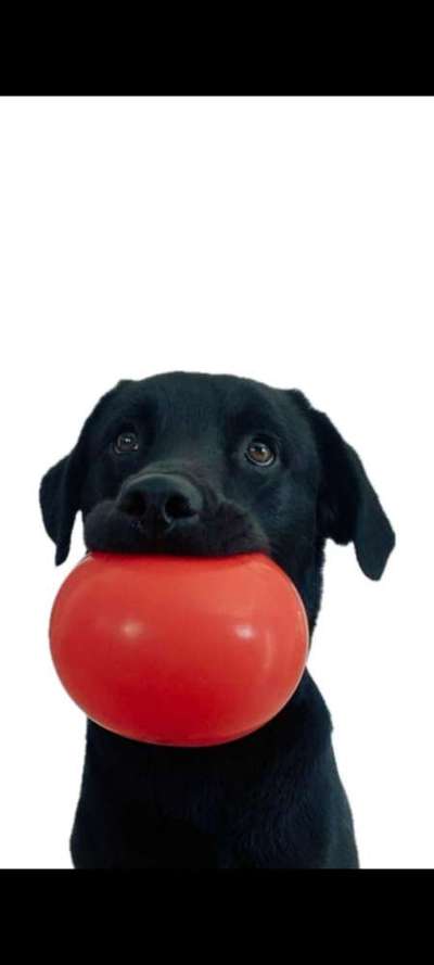 Unsere Fellnasen-Vielfalt im Überblick!-Beitrag-Bild