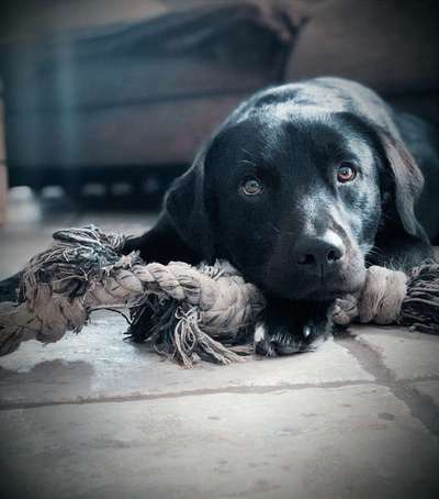 Hunde Porträt (Portrait) Galerie....-Beitrag-Bild