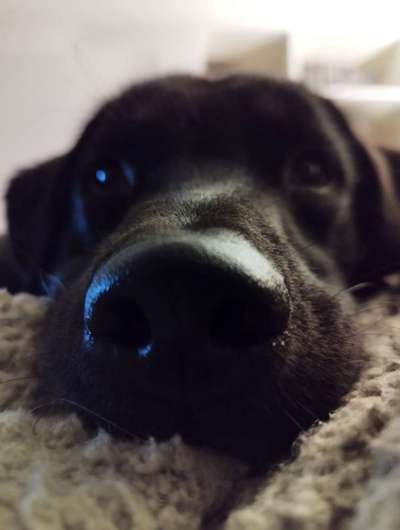 Zeigt mir die tollste Nahaufnahme von eurer Fellnase-Beitrag-Bild