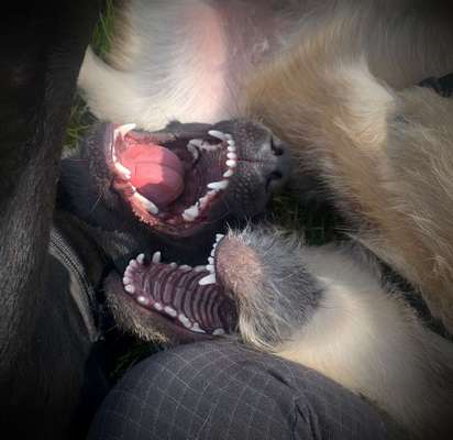 Fotowettbewerb : Hundekommunikation-Beitrag-Bild