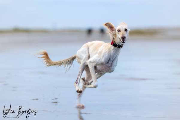 Saluki Besitzerinnen gesucht! Austausch zur Rasse :-)-Beitrag-Bild