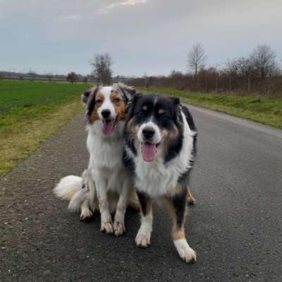 Hundetreffen-Aussie Meet Up-Profilbild