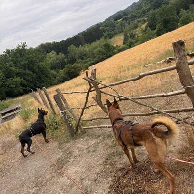Hundetreffen-Gemeinsamer Spaziergang/ Sozialisierung-Bild