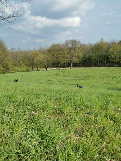 Hundeauslaufgebiet-Wald an der Mollbeck-Bild