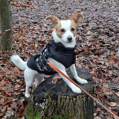 Hundetreffen-Regelmäßiger Hundekontakt-Bild