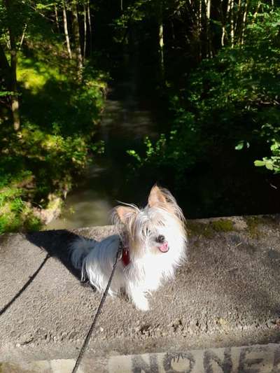 Mischlinge raten - Rätselspaß-Beitrag-Bild