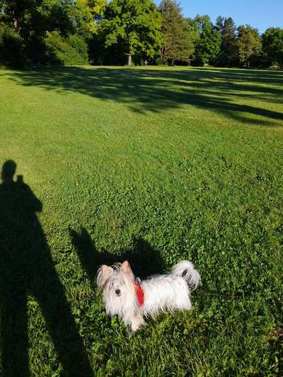 Hundetreffen-Spiel oder Gassi Runden-Bild