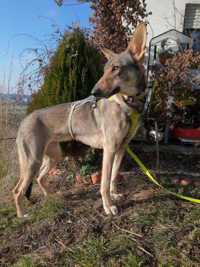 Mischlingshunde Foto Aufruf-Beitrag-Bild