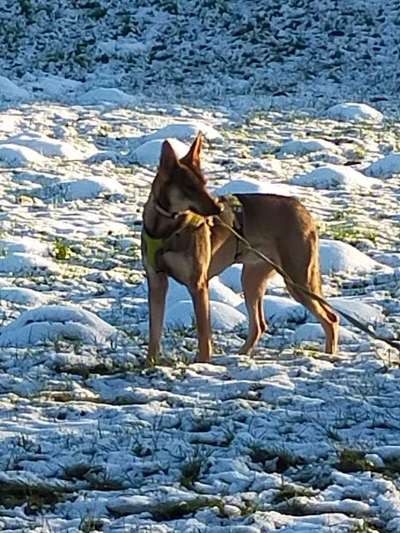Mischlingshunde Foto Aufruf-Beitrag-Bild