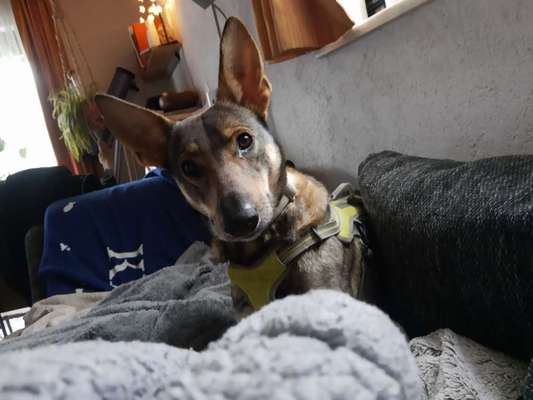 Mischlingshunde Foto Aufruf-Beitrag-Bild