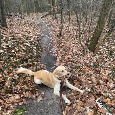 Hundetreffen-Suchen Treffen im Hundeauslaufgebiet Babelsberg mit Hunden in Irvyns Größe:)-Bild