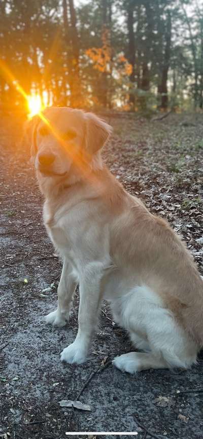 Hundetreffen-Suchen Treffen, am liebsten Abends bei der Wärme, vielleicht im Wald :)-Bild