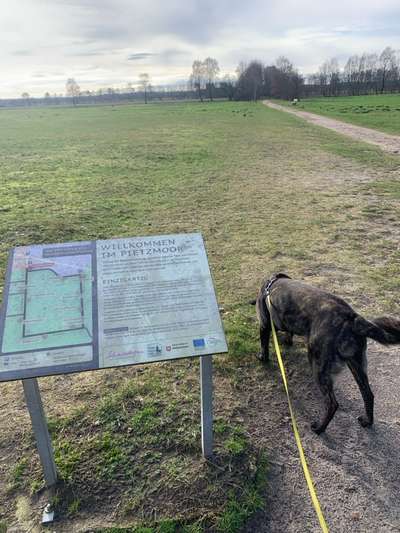 Hundeauslaufgebiet-Pietzmoor Wanderweg in der Lüneburger  Heide-Bild