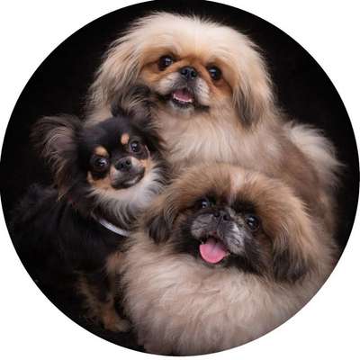 Hundetreffen-Kleine Hunde Gassi spiele runde-Bild