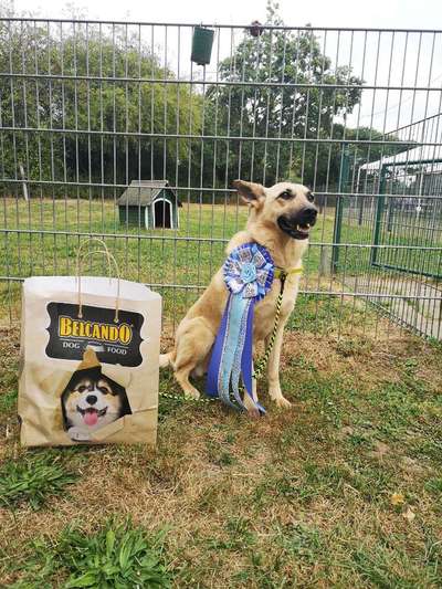 Startplatz/ Rally Obedience Turnier/Prüfung-Beitrag-Bild