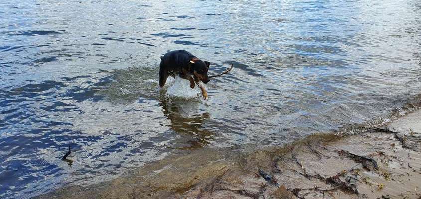 Dogorama-Monats-Challenge-Mai "Wasser"-Beitrag-Bild