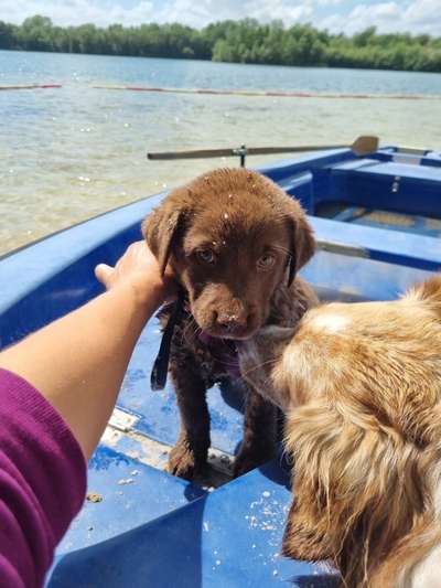 Aussiedors oder Leopard Labrador Gruppe-Beitrag-Bild