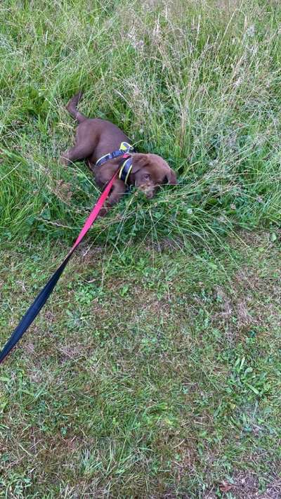 Aussiedors oder Leopard Labrador Gruppe-Beitrag-Bild