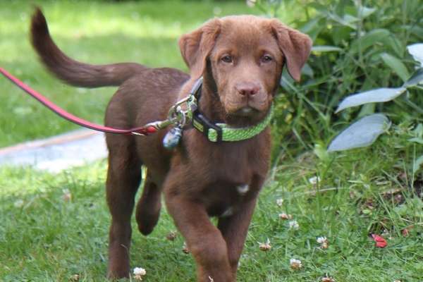 Aussiedors oder Leopard Labrador Gruppe-Beitrag-Bild