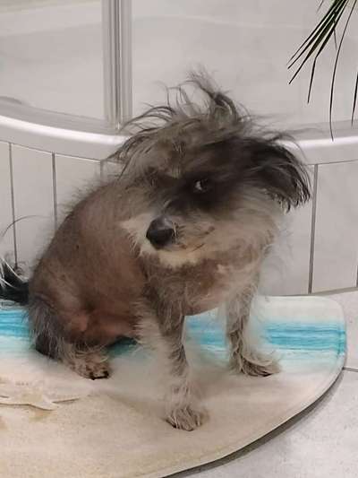 Chinese Crested (Chinesischer Schopfhund)-Beitrag-Bild