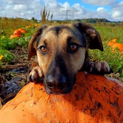 Hundetreffen-Treffen zum trainieren der leinenreaktivität-Bild