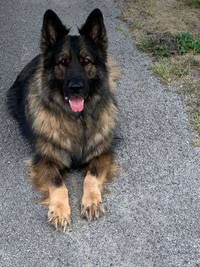 Alles rund um den Schäferhund, diskutieren erwünscht.-Beitrag-Bild