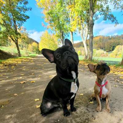 Hundetreffen-Hunderreffen-Bild