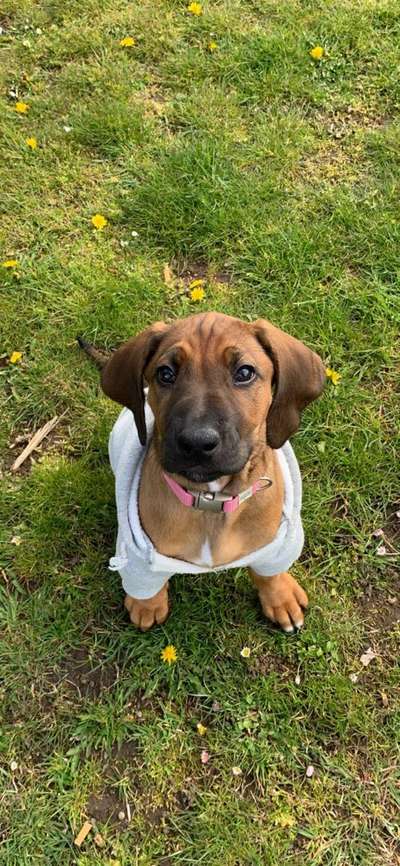 Die Dogorama Monats Challenge "Es grünt und blüht"-Beitrag-Bild