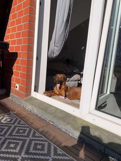 Rhodesian Ridgeback-Beitrag-Bild
