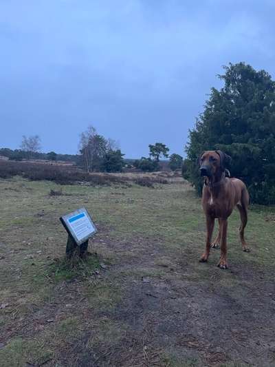 Rhodesian Ridgeback-Beitrag-Bild