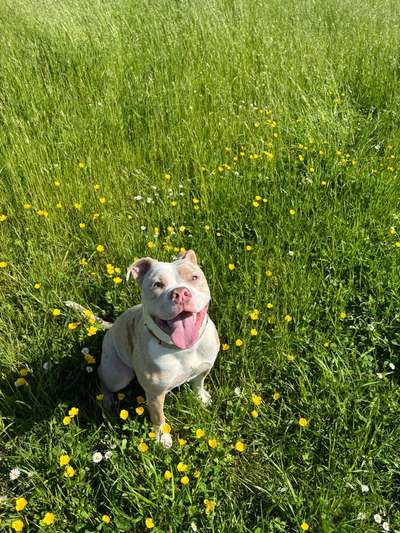 Hundetreffen-Spielrunde-Bild