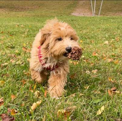 Maltipoo Freunde-Beitrag-Bild