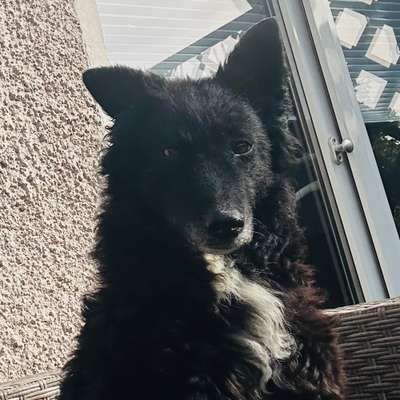 Hundetreffen-Gemeinsames Gassi gehen und toben