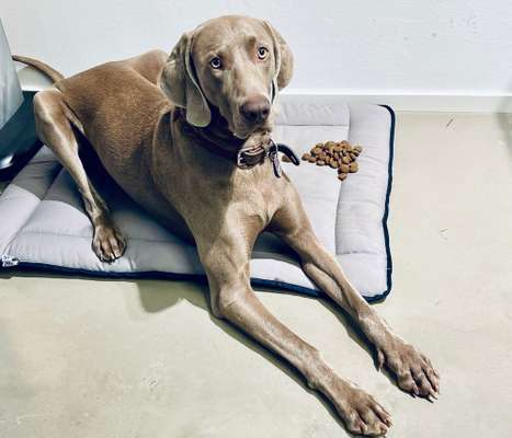 Weimaraner-Beitrag-Bild