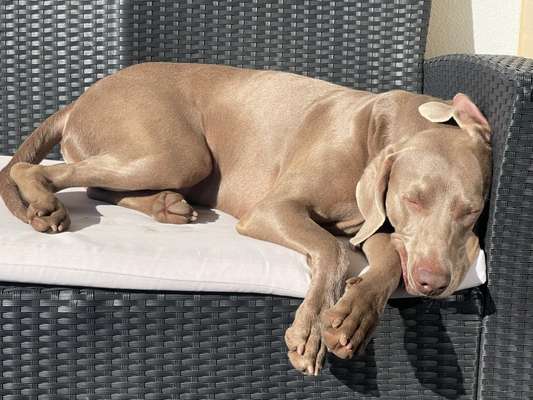 Weimaraner-Beitrag-Bild