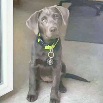 Labradorfans-Beitrag-Bild