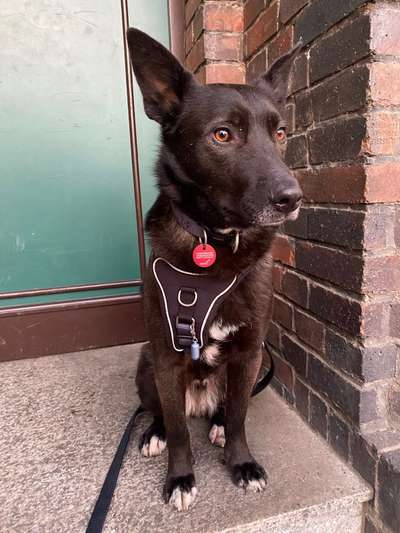 Club der Rumänen (Alle Hunde aus dem rumänischen Tierschutz, wo seid Ihr?)-Beitrag-Bild