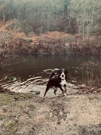 Weitere Große Schweizer Sennenhunde (oder andere große Rassen) hier?-Beitrag-Bild