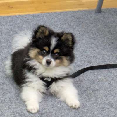 Hundetreffen-Gassirunde / Hundetreffen in Dornbirn-Bild