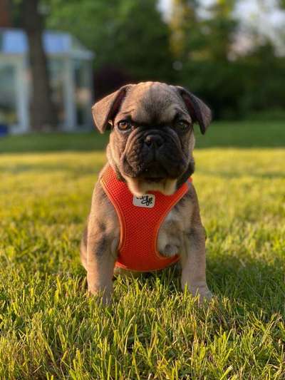 Hundetreffen-Franz. Bulldoggen Spieletreff-Bild